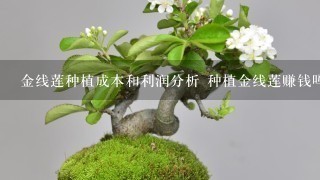 金线莲种植成本和利润分析 种植金线莲赚钱吗