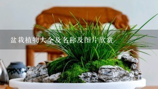 盆栽植物大全及名称及图片欣赏