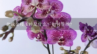 盆栽金枝玉叶是什么？如何管理？