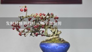 发财树修剪枝叶从哪个部位剪