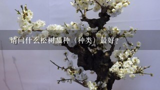 请问什么松树品种（种类）最好？