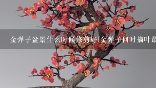 金弹子盆景什么时候修剪好(金弹子何时摘叶最好)