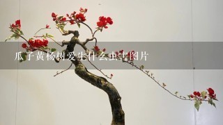 瓜子黄杨树爱生什么虫害图片