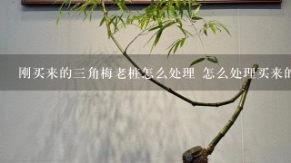 刚买来的3角梅老桩怎么处理 怎么处理买来的3角梅老桩