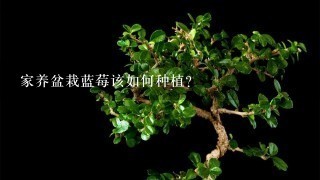 家养盆栽蓝莓该如何种植？