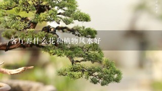 客厅养什么花和植物风水好