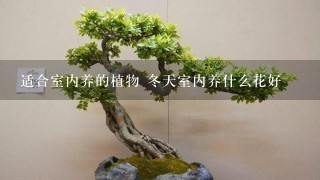 适合室内养的植物 冬天室内养什么花好