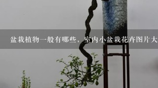 盆栽植物1般有哪些，室内小盆栽花卉图片大全及种植