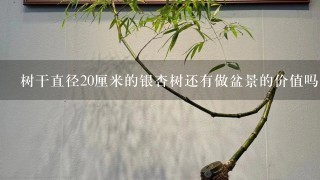 树干直径20厘米的银杏树还有做盆景的价值吗