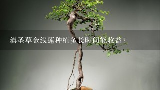 滇圣草金线莲种植多长时间能收益？