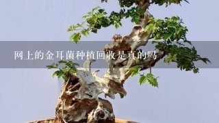 网上的金耳菌种植回收是真的吗