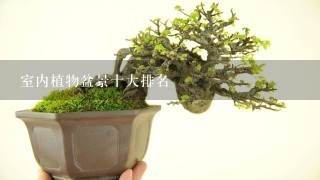 室内植物盆景十大排名