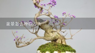 盆景怎么种植方法