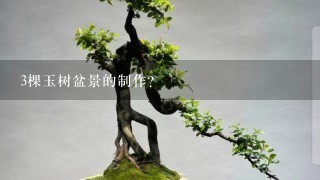 3棵玉树盆景的制作？