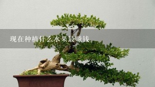 现在种植什么水果最赚钱