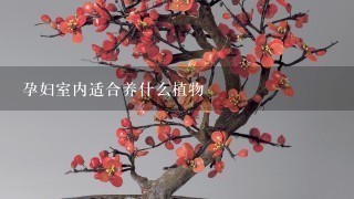 孕妇室内适合养什么植物