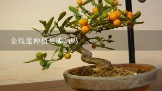 金线莲种植是骗局吗