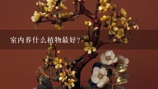 室内养什么植物最好？