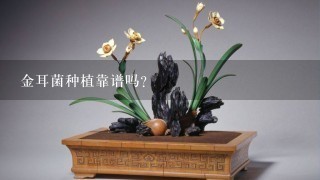 金耳菌种植靠谱吗？