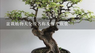 盆栽植物大全及名称及图片欣赏