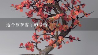 适合放在客厅的绿植