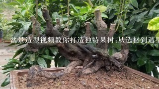 盆景造型视频教你打造独特果树;从选材到造型，1步步教你制作盆景果树