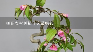 现在农村种植什么最赚钱