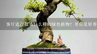 客厅适合摆放什么样的绿色植物？并且是好养活的？