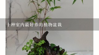 十种室内最好养的植物盆栽