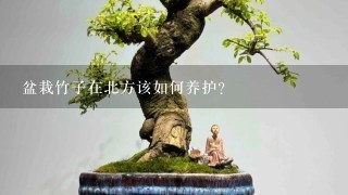 盆栽竹子在北方该如何养护？