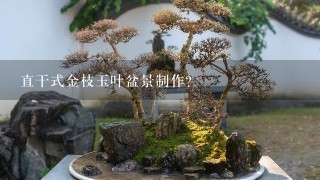 直干式金枝玉叶盆景制作？