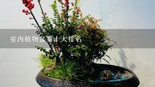 室内植物盆景十大排名