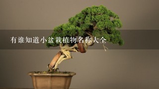 有谁知道小盆栽植物名称大全