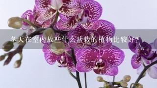 冬天在室内放些什么盆栽的植物比较好？