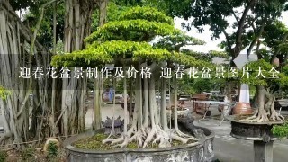 迎春花盆景制作及价格 迎春花盆景图片大全