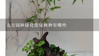 北方园林绿化常绿树种有哪些