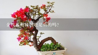 金线莲种植回收是真的吗？