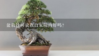 盆栽铁树放在自家院内好吗？