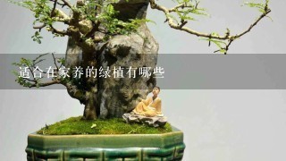 适合在家养的绿植有哪些