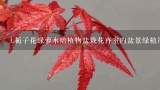 L栀子花绿萝水培植物盆栽花卉室内盆景绿植吊兰办公室盆栽发财树