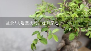 盆景5大造型技巧，赶紧学起！