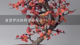 盆景罗汉松的养殖方法