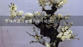 有哪些适合家养的绿叶植物？