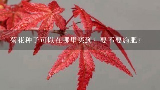 菊花种子可以在哪里买到？要不要施肥？