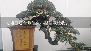 龟箱里适合养什么小型盆栽植物？