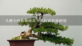 几棵小叶黄杨树苗才能长成黄杨树球