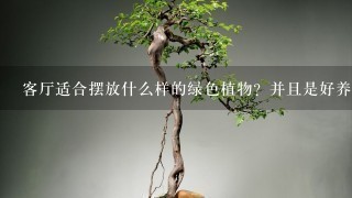 客厅适合摆放什么样的绿色植物？并且是好养活的？