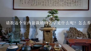 请教这个室内盆栽植物名字是什么呢？怎么养护呢？