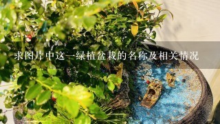 求图片中这1绿植盆栽的名称及相关情况