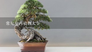 常见室内植物大全